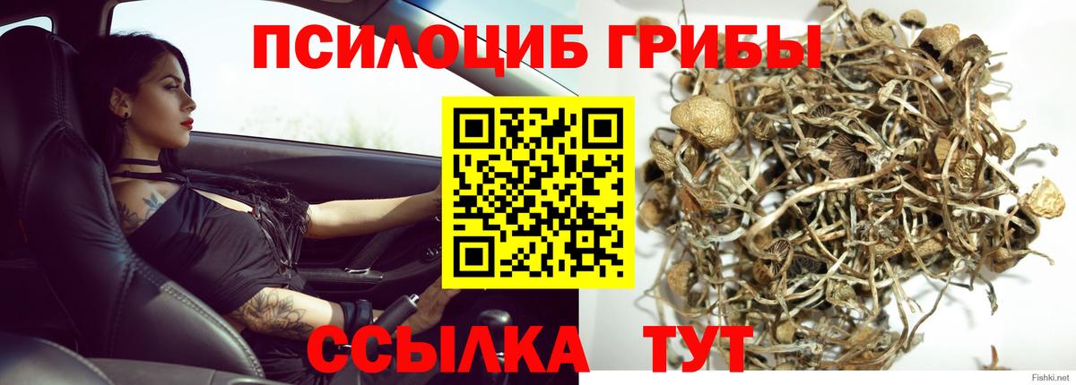 Псилоцибиновые грибы Psilocybe  Вход с VPN  Коммунар 